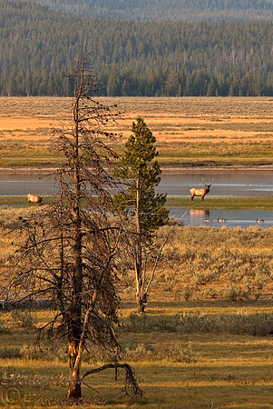 HAYDEN VALLEY ELK