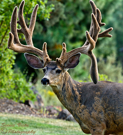 BUCK NORRIS FAME