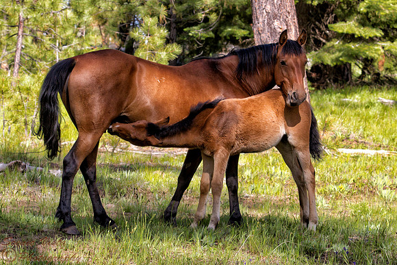 WILD HORSES (2015-115)