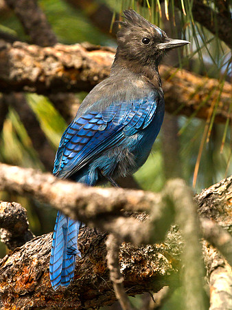 STELLER'S JAY