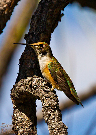 ANNA'S HUMMINGBIRD