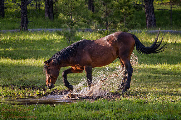 WILD HORSES (2017-188)