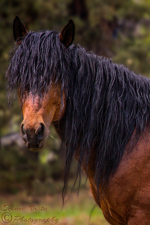 WILD HORSES (2015-021)