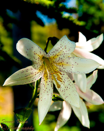 WHITE LILY
