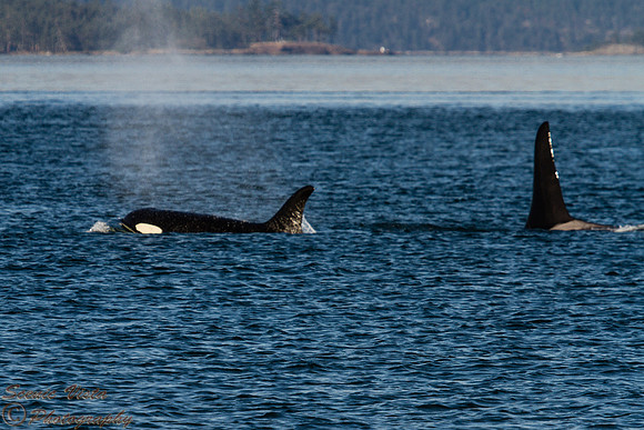 WHALE PURSUIT