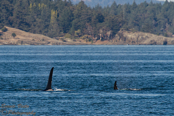 ORCAS