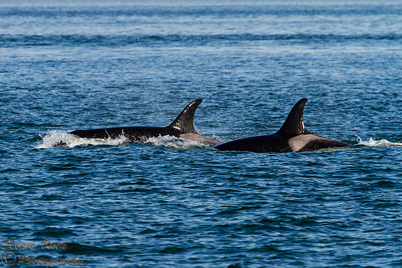 ORCA PAIR