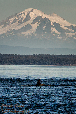MT. BAKER ORCA