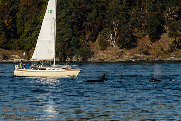 ORCAS & SAILBOAT