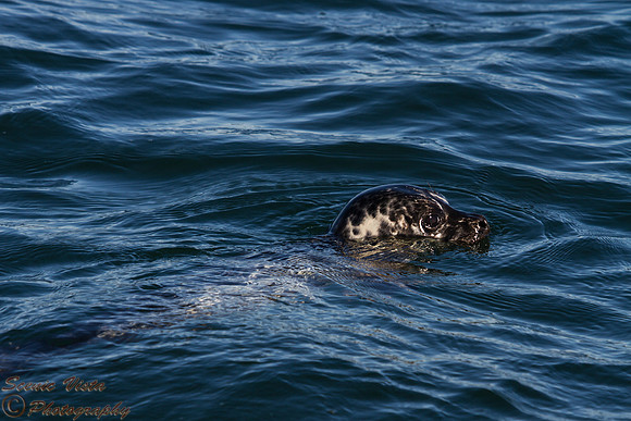 PACIFIC HARBOR SEAL