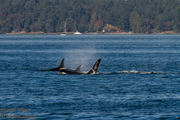 ORCA FAMILY