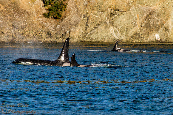 ORCA FAMILY