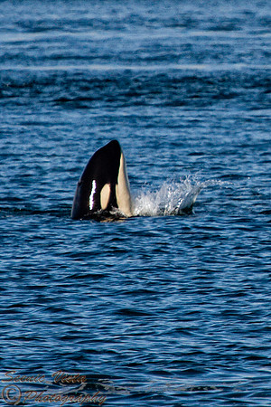 ORCA RISING