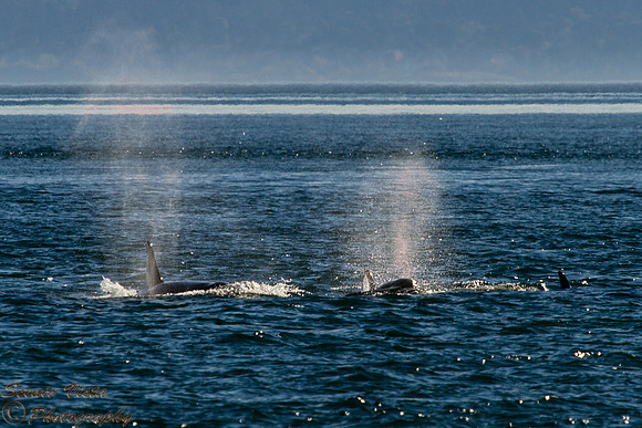 PLAYFUL ORCAS