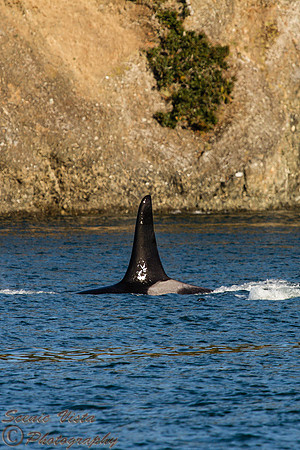 MALE DORSAL FIN