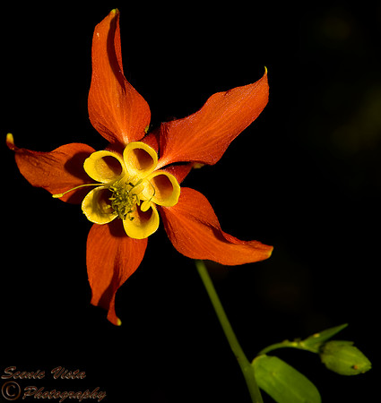 COLUMBINE