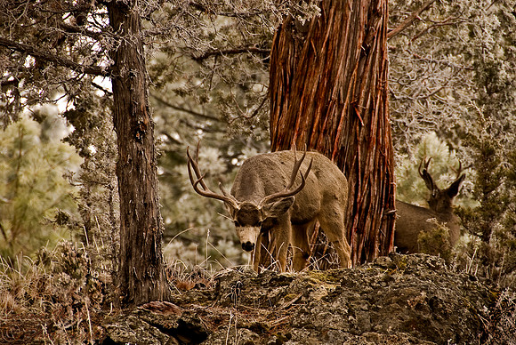 MULEY STARE