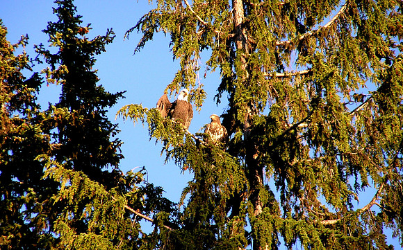 BALD EAGLES