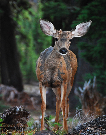 BUTTON BUCK