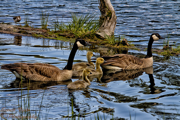 WALTON LAKE GAGGLE