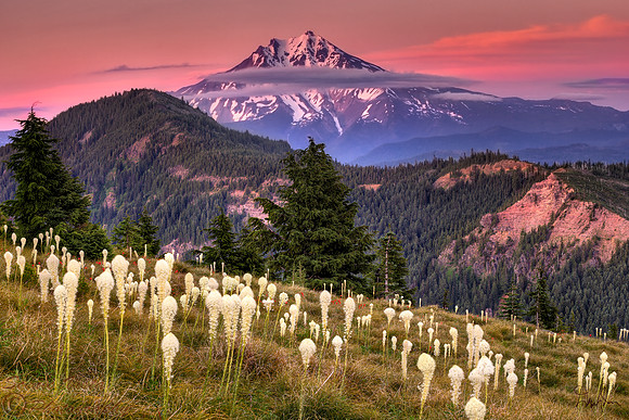 BEARGRASS BLOOM