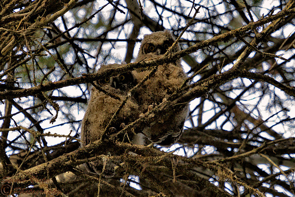 NESTLING OWLETS