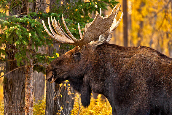 MIGHTY MOOSE