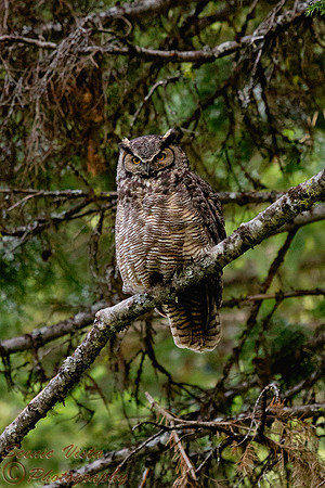GREAT HORNED OWL