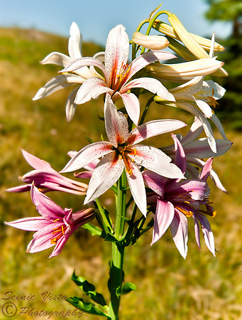CASCADE LILY
