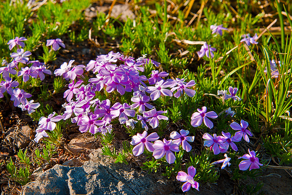 SPREADING PHLOX